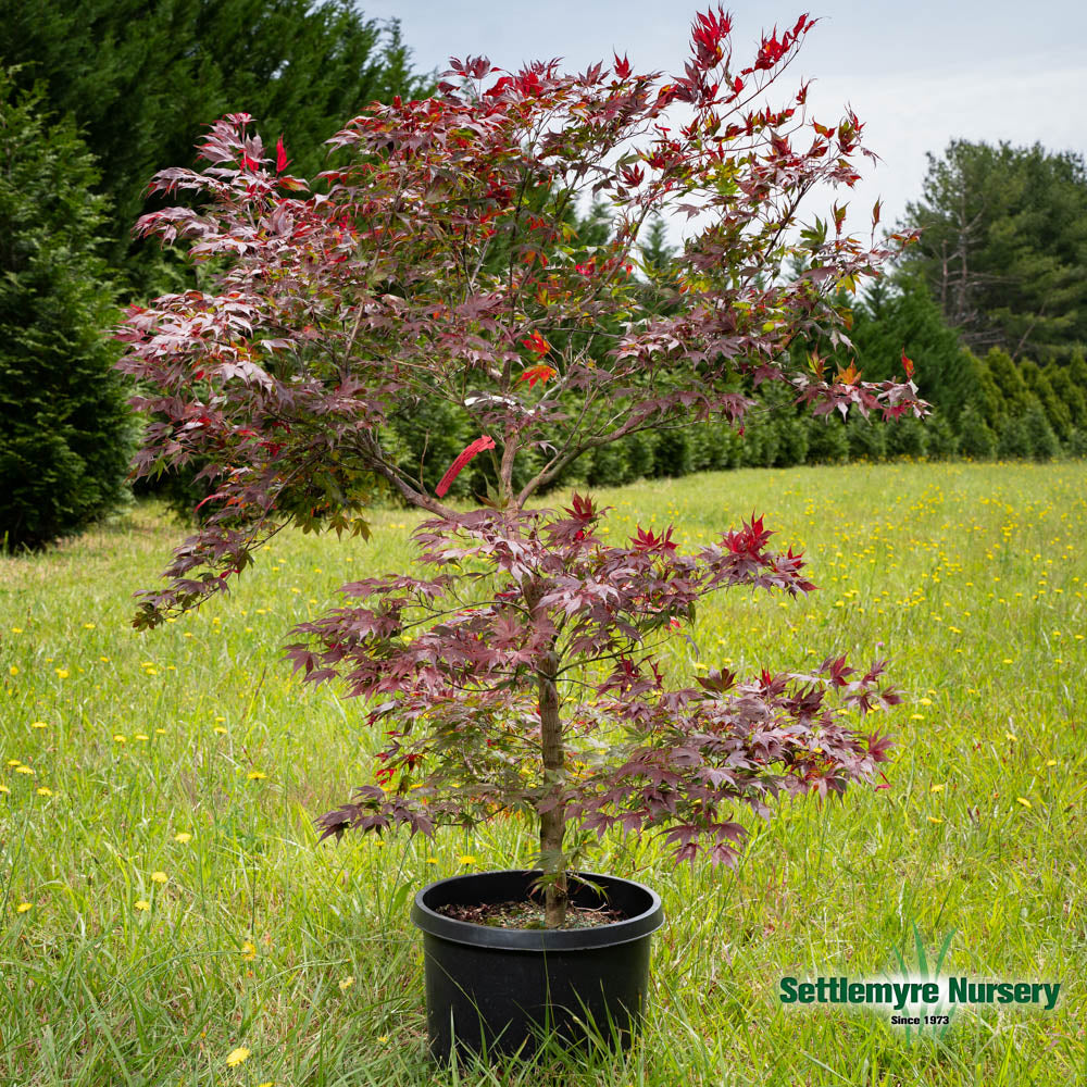 Oregon Sunset Japanese Maple in pot