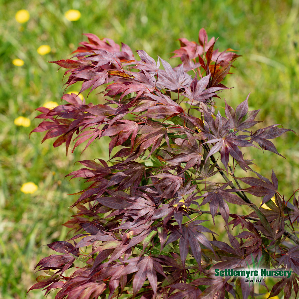 Oregon Sunset Japanese Maple foliage