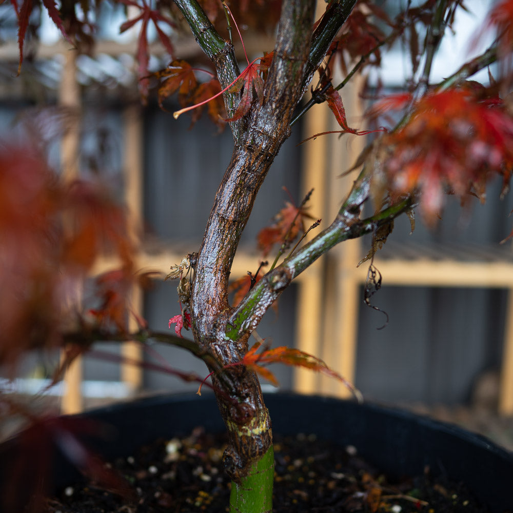 Oregon Sunset Japanese Maple