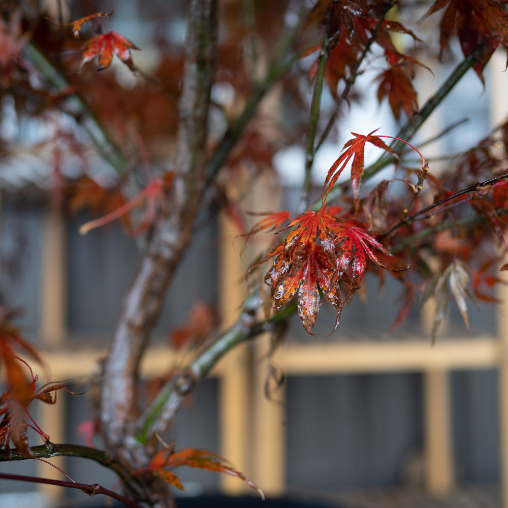 Oregon Sunset Japanese Maple