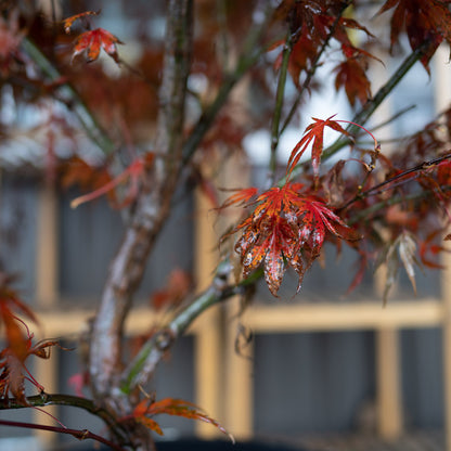 Oregon Sunset Japanese Maple