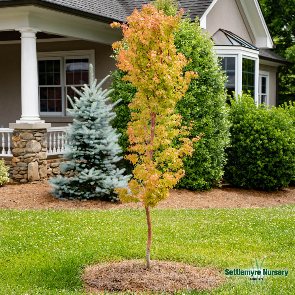 Coral Bark Japanese Maple