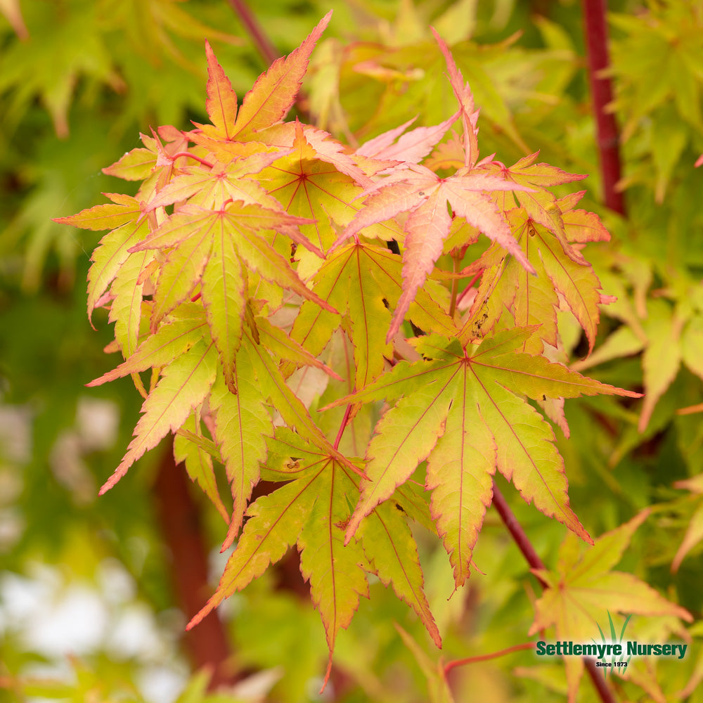 Coral Bark Japanese Maple