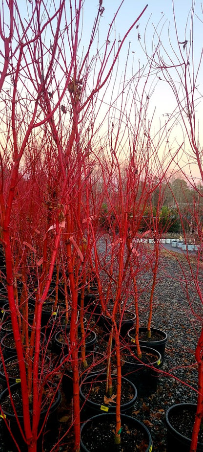 Coral Bark Japanese Maple