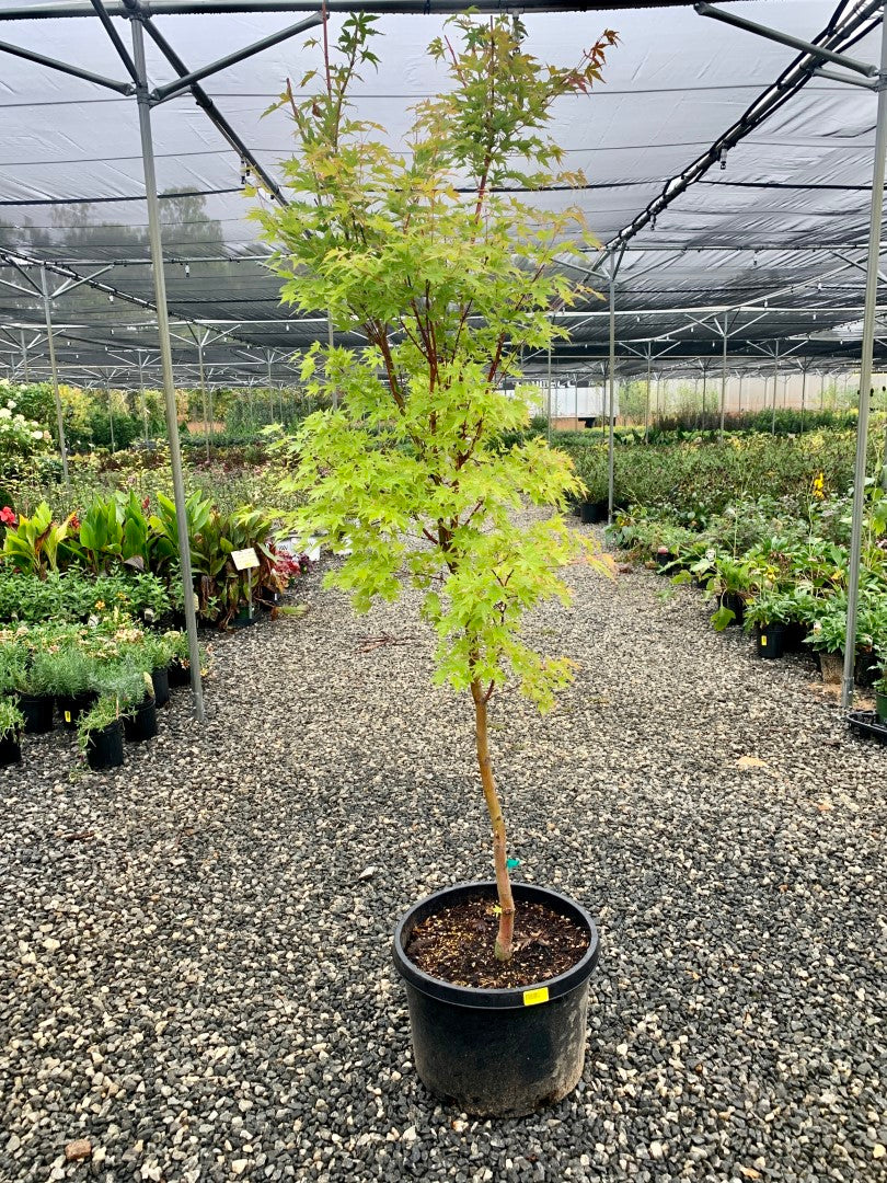 Coral Bark Japanese Maple