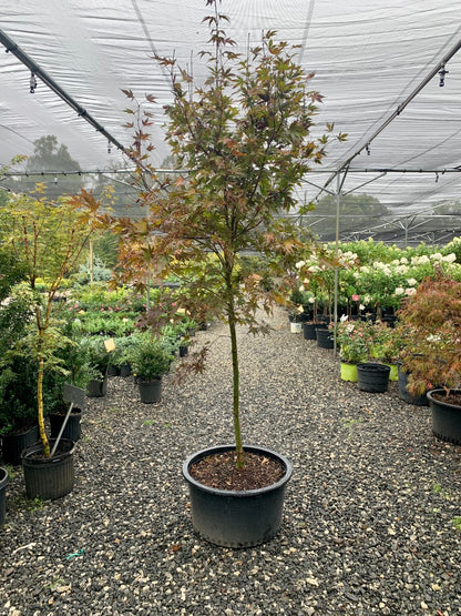 Bloodgood Japanese Maple