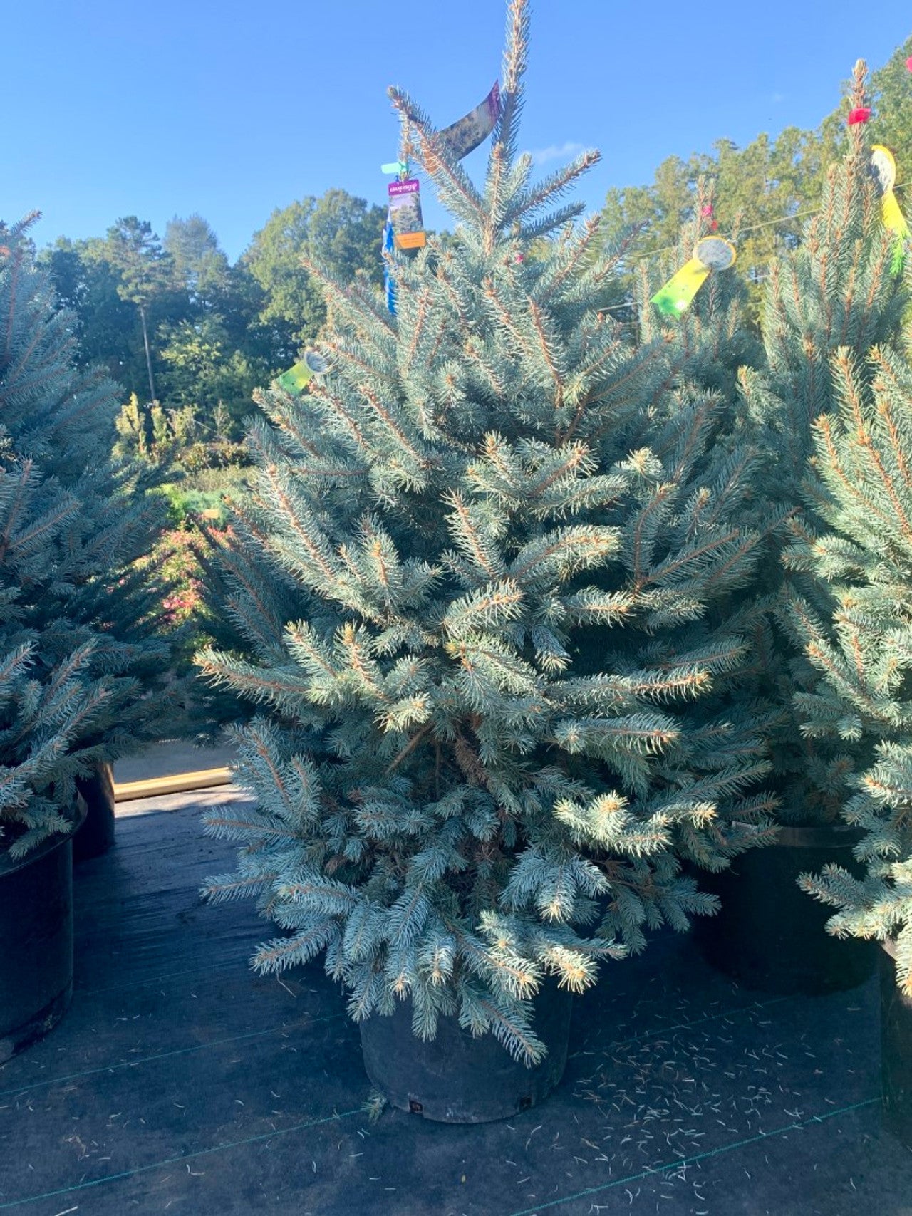 Fat Albert Blue Spruce