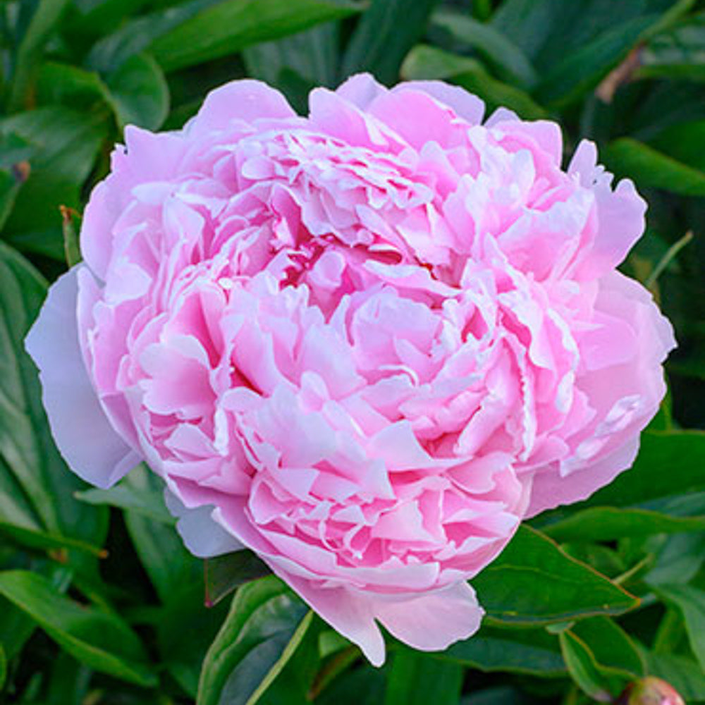 Peony Sarah Bernhardt