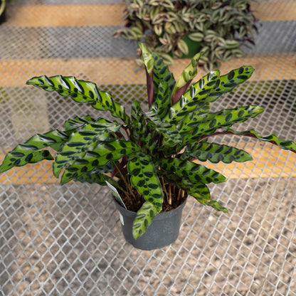 Prayer Plant Lancifolia Rattlesnake