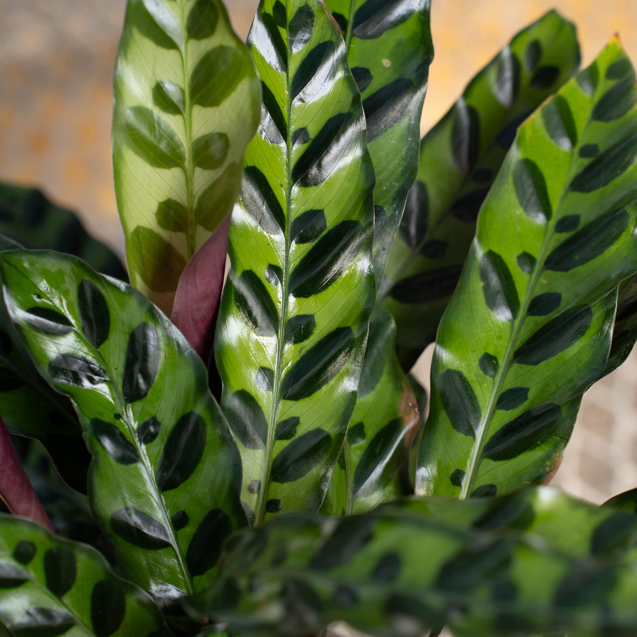 Prayer Plant Lancifolia Rattlesnake