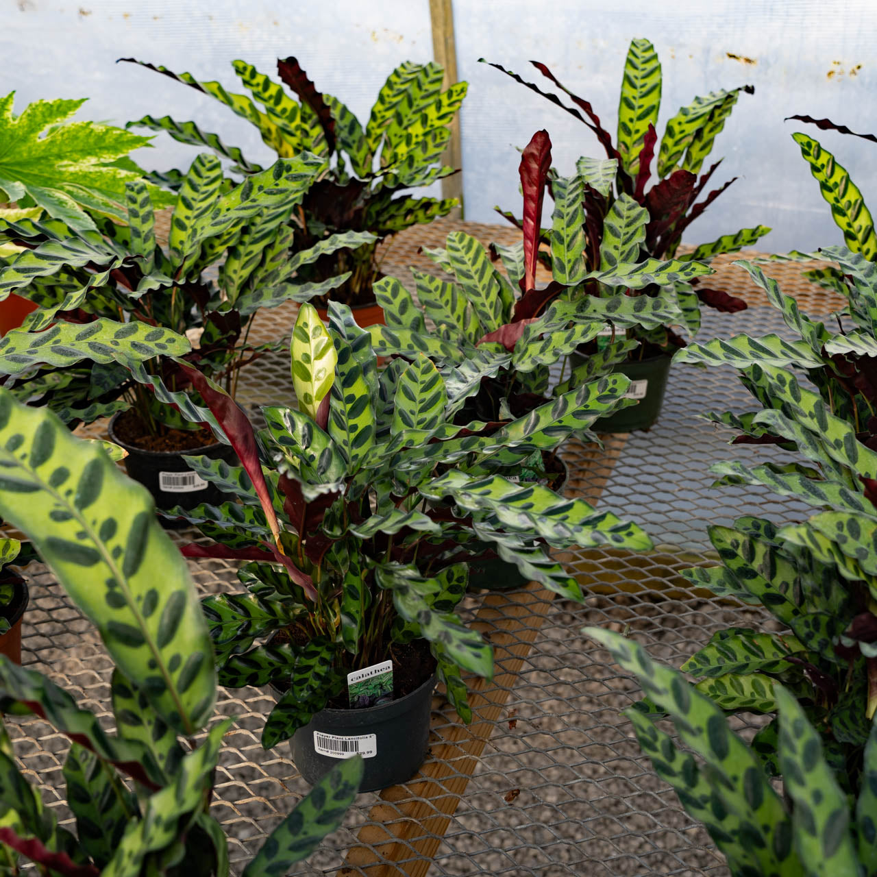 Prayer Plant Lancifolia Rattlesnake