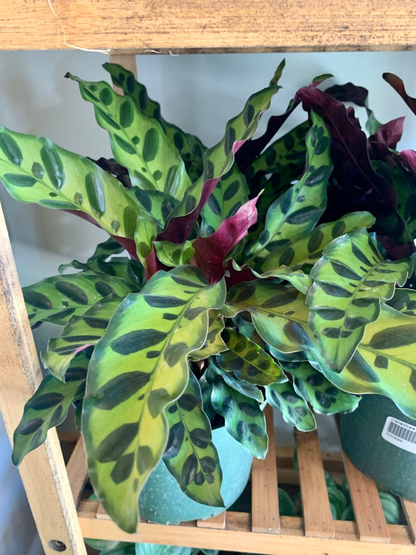 Prayer Plant Lancifolia Rattlesnake