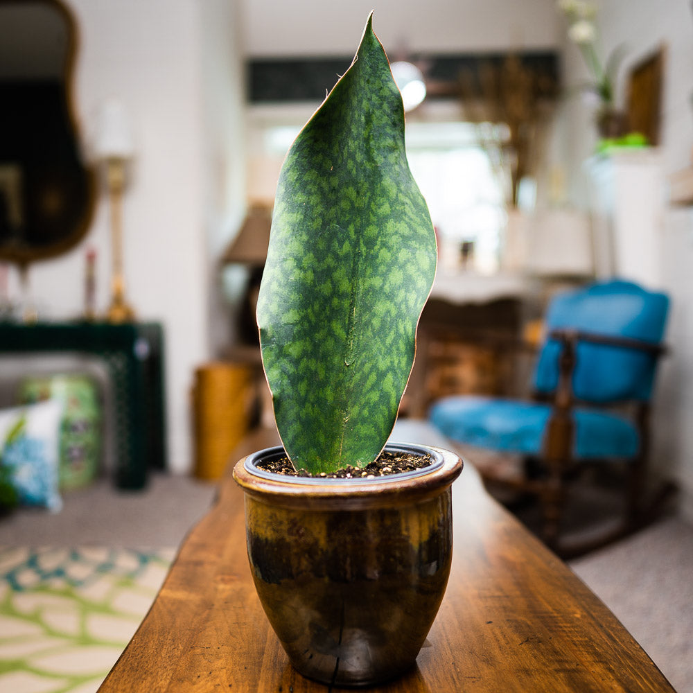 Snake Plant Whale Tail 6