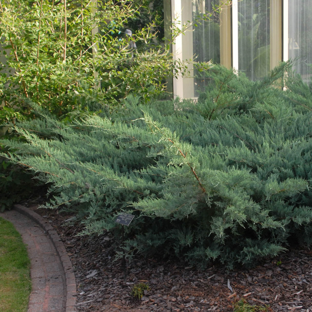 Grey Owl Juniper in the landscape