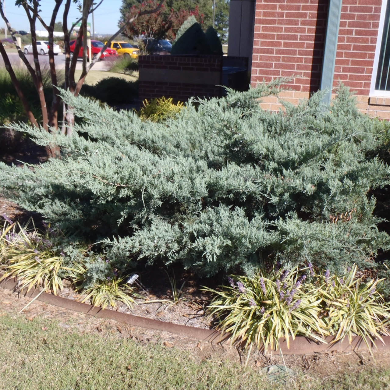 Grey Owl Juniper