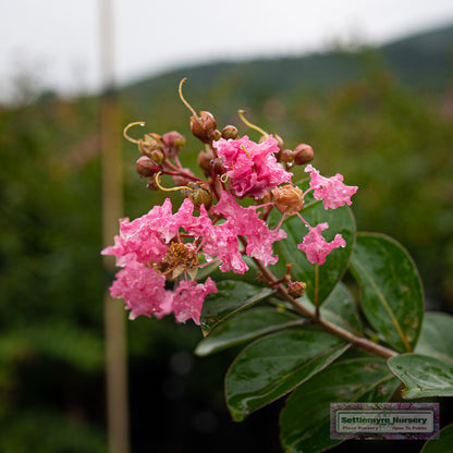 Hopi Pink Crape Myrtle Tree blooms in Valdese, NC