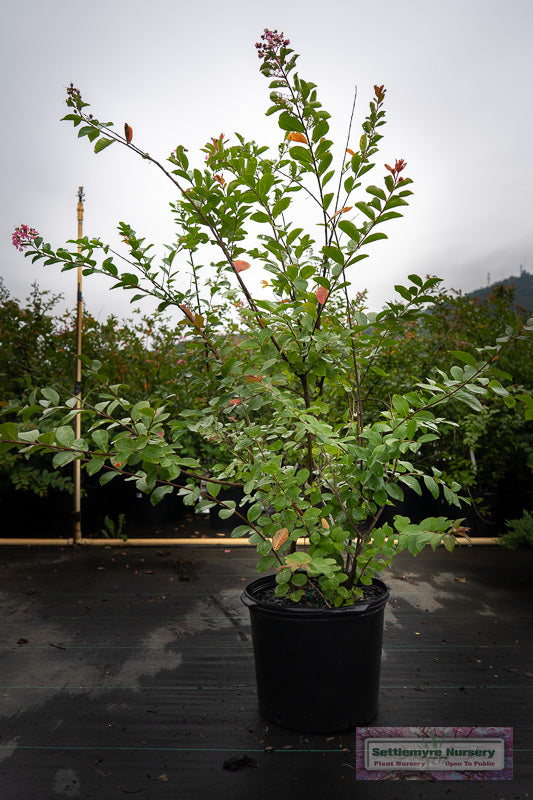 Hopi Pink Crape Myrtle Tree in pot at Settlemyre Nursery