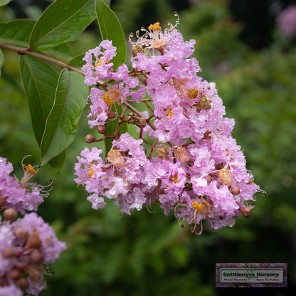 Closeup of Muskogee lavender crepe myrtle tree bloom