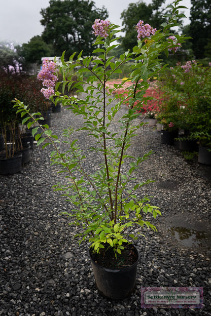 Muskogee lavender crepe myrtle tree bloom