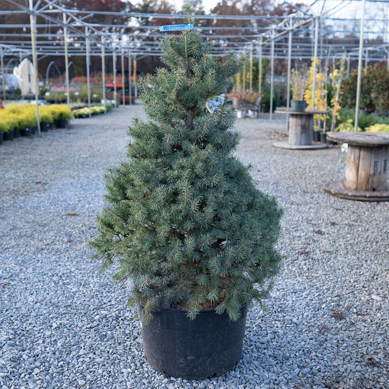 Sester's Dwarf Blue Spruce in pot