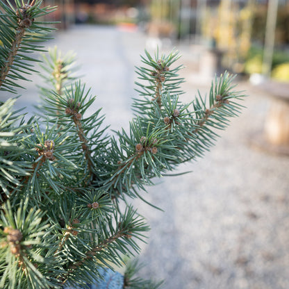 Sester's Dwarf Blue Spruce Texture