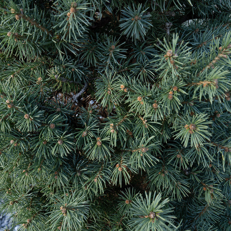 Sester's Dwarf Blue Spruce closeup