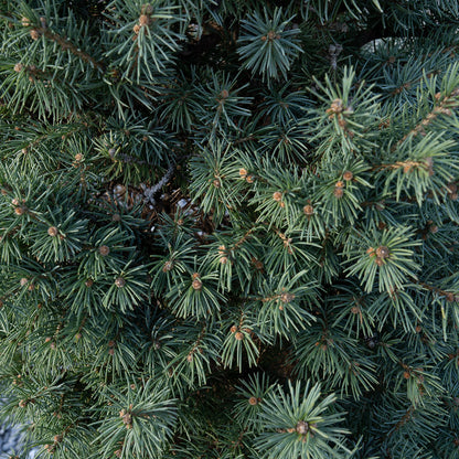 Sester's Dwarf Blue Spruce closeup