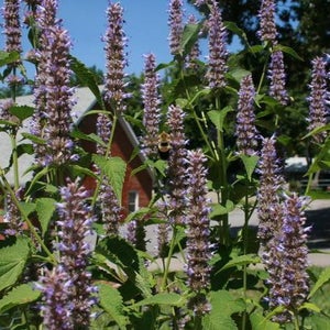 Seed Herb Anise Hyssop