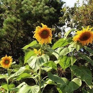 Seed Flower Sunflower Mammoth Grey