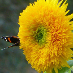 Seed Flower Sunflower Teddy Bear