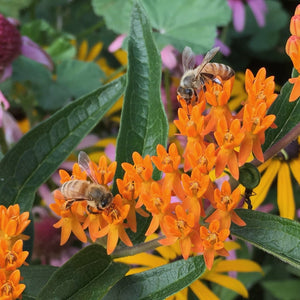 Seed Flower Milkweed Butterfly