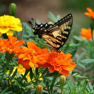 Seed Flower Marigold Sparky Mix