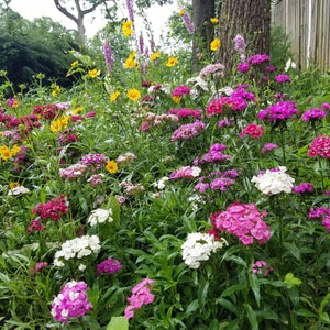 Seed Flower Mix Partial Shade