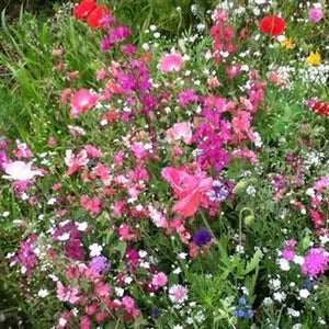 Seed Flower Mix Cut Flower