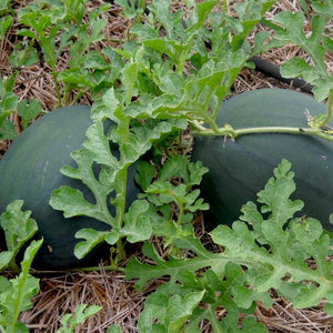 Seed Watermelon Sugar Baby Organic