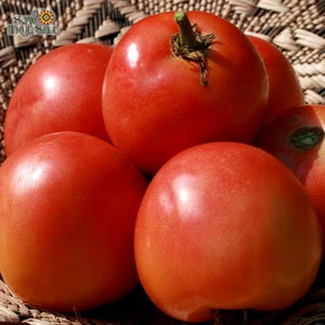 Seed Tomato Homestead