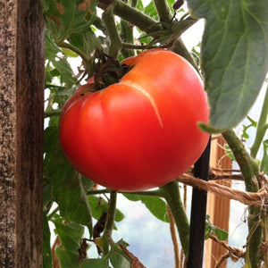 Seed Tomato Hillbilly Organic