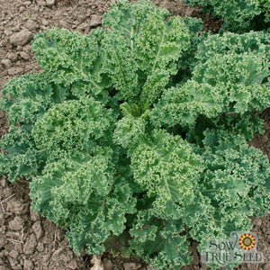 Seed Kale Dwarf Blue Curled