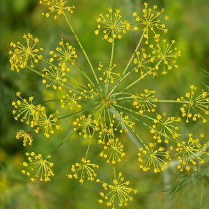 Seed Herb Dill Banquet Organic