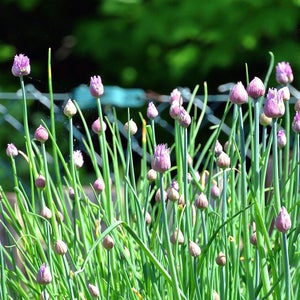 Seed Herb Chives