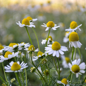 Seed Herb Chamomile German