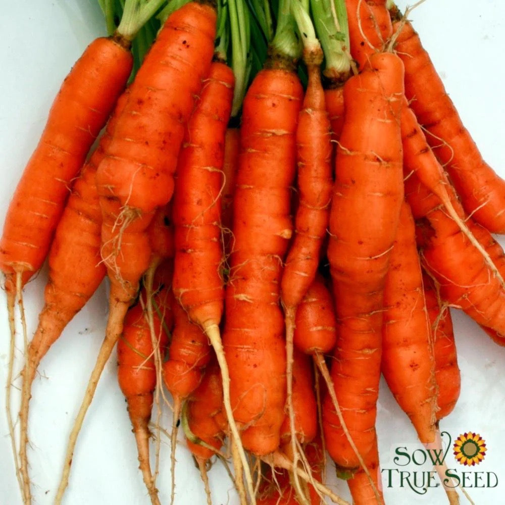 Seed Carrot Little Finger Organic