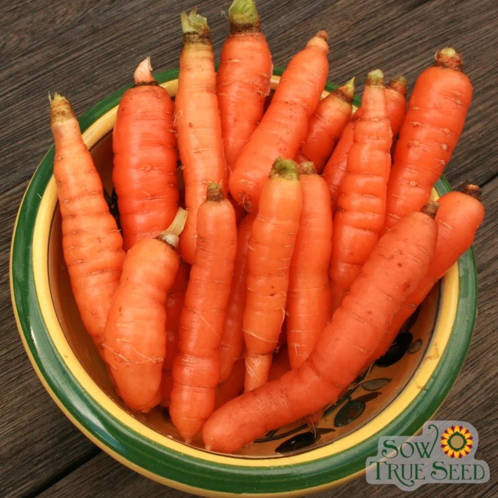 Seed Carrot Little Finger Organic