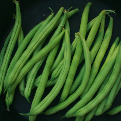 Seed Bean Bush Provider Organic