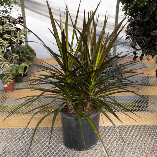 Dracaena Marginata Cane