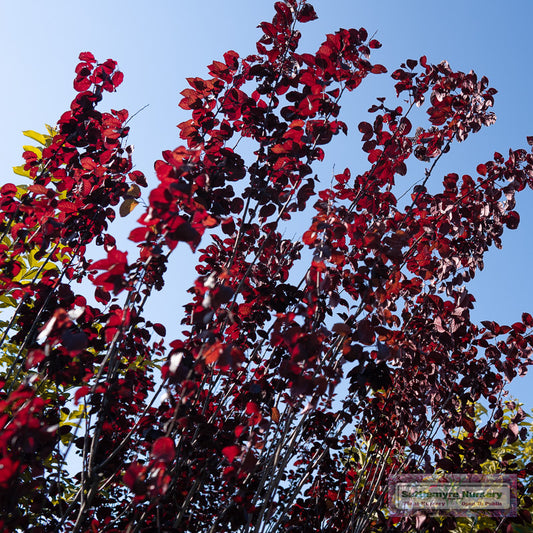 KV Plum Flowering Tree 10 Feet - 201298