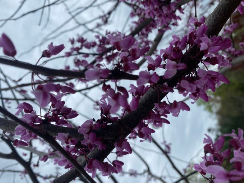 B&B Forest Pansy Redbud