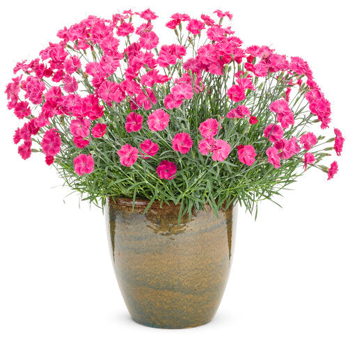 Dianthus PTT Fancy 1Gal