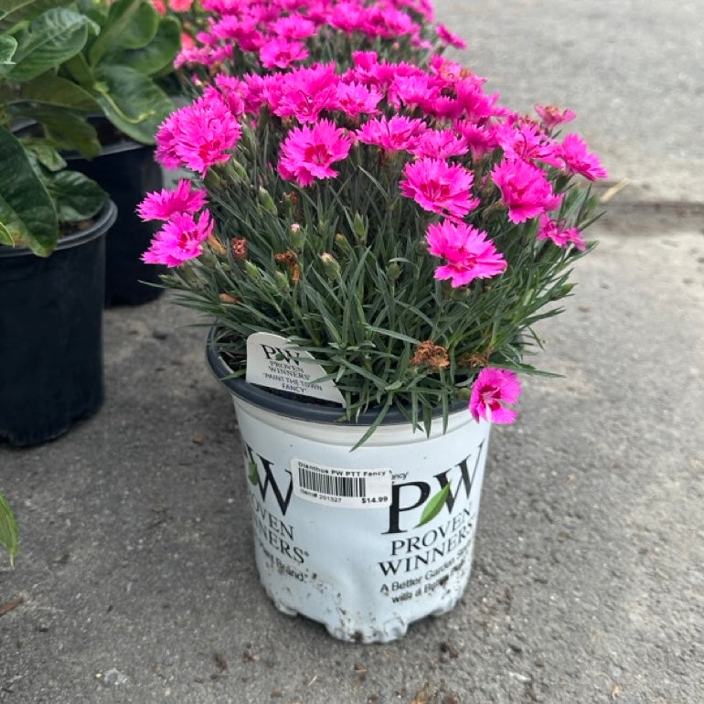 Dianthus PTT Fancy 1Gal