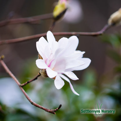 Magnolia Royal Star White 15 Gallon